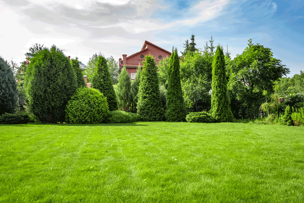 Freshly cut grass in the backyard of a private house.