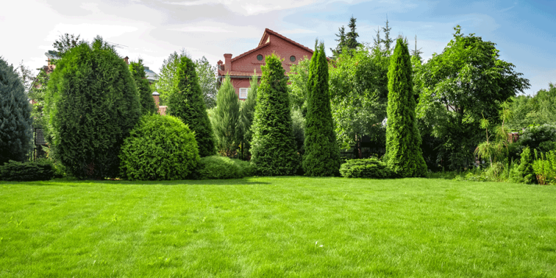 Freshly cut grass in the backyard of a private house.